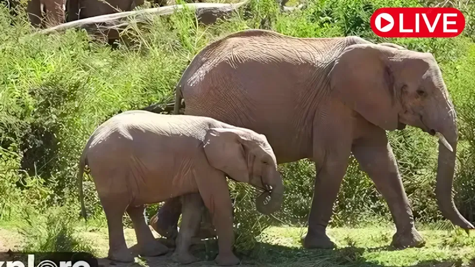 African animal lookout Live Cam