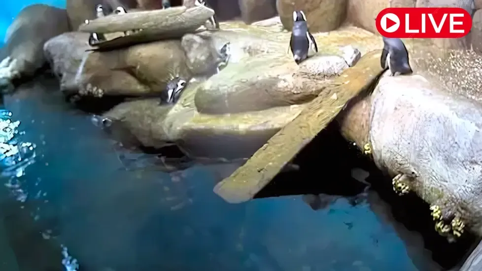 African Penguins, Monterey Bay Aquarium Live Cam