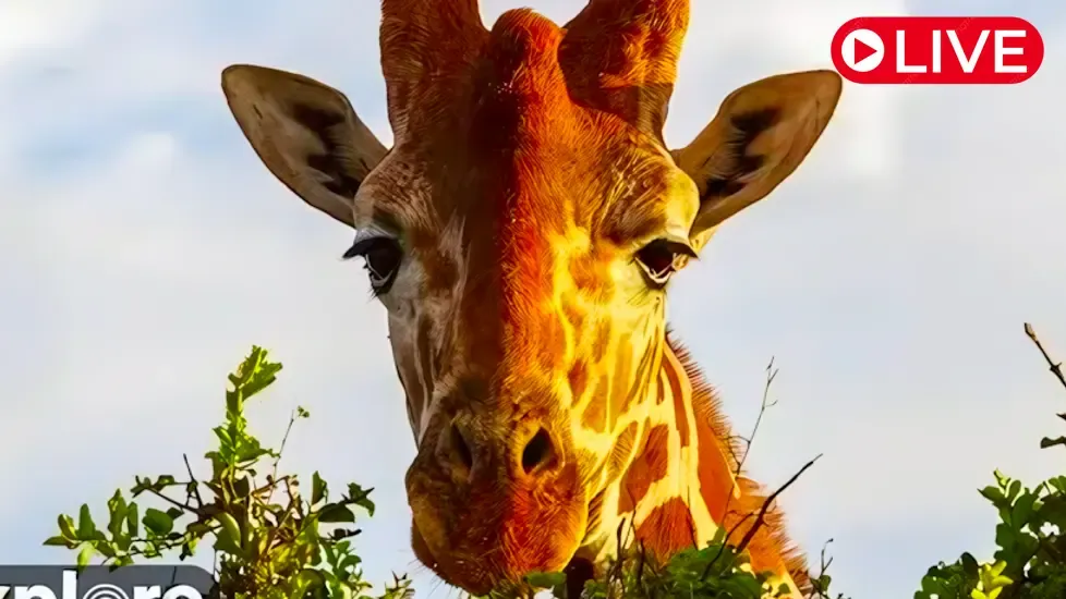 African River, Mpala Research Centre Live Cam