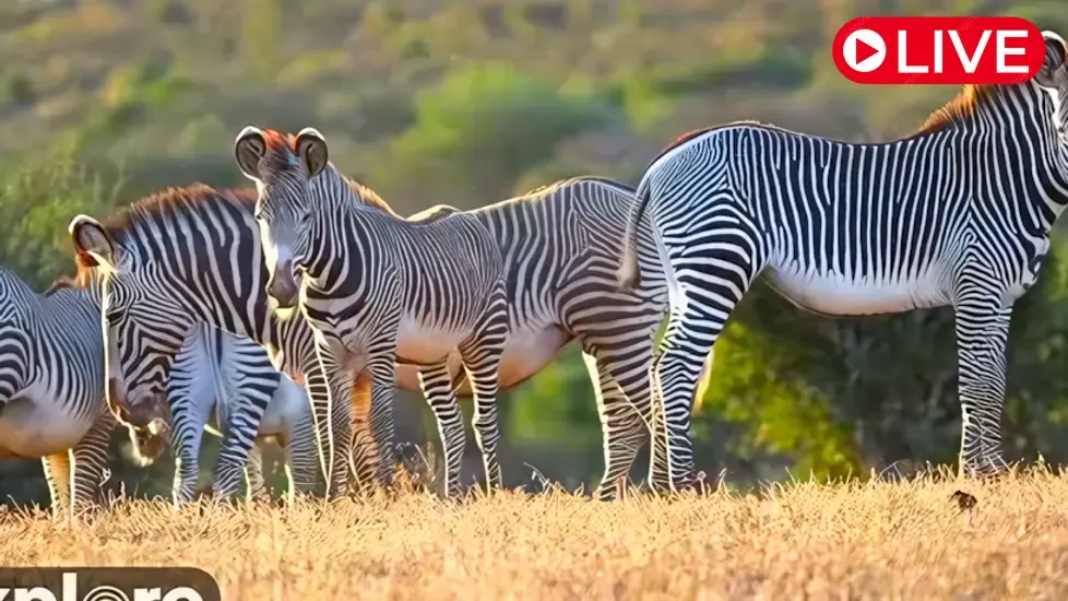 African Safari, Mpala Research Centre Live Cam