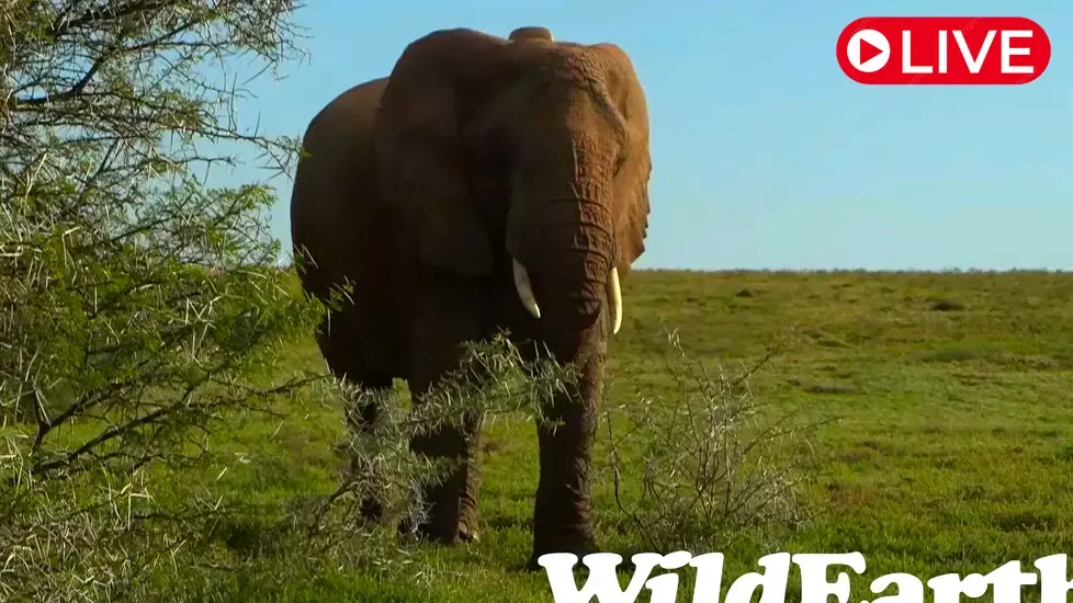 African Safari, Mpumalanga Live Cam