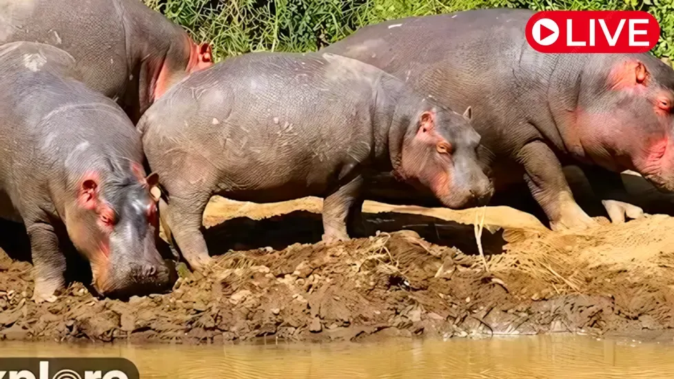 African Watering Hole, Mpala Research Centre Live Cam