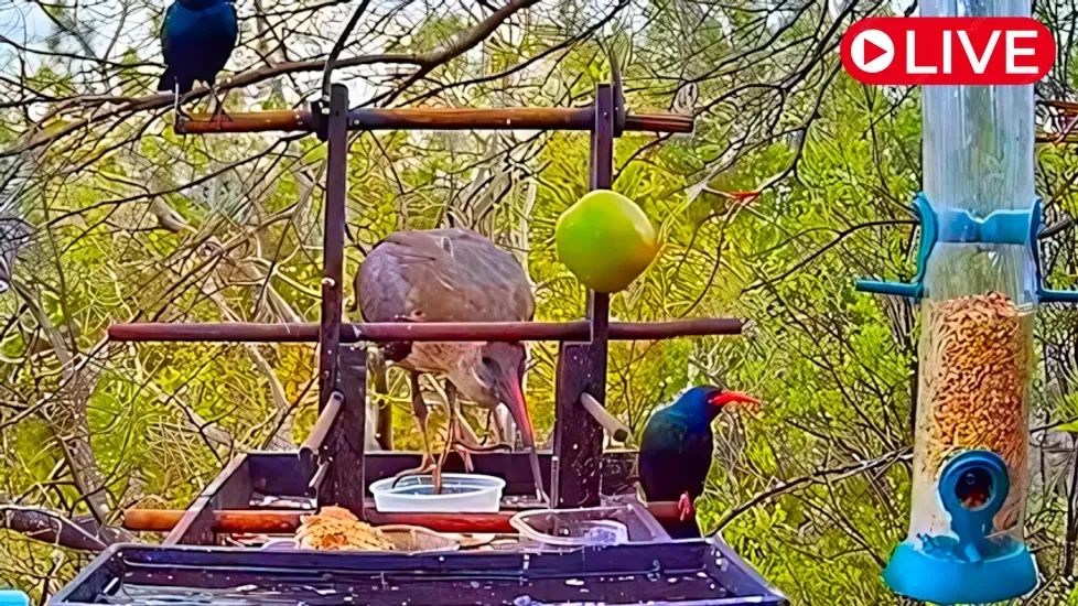 Allen Bird, Pretoria Live Cam