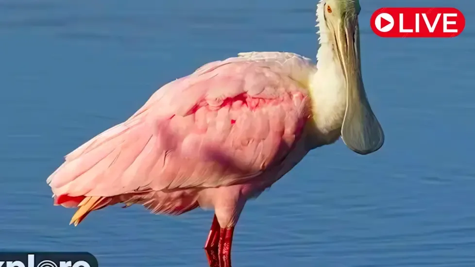 Alligator and Spoonbill Swamp, St. Augustine Live Cam