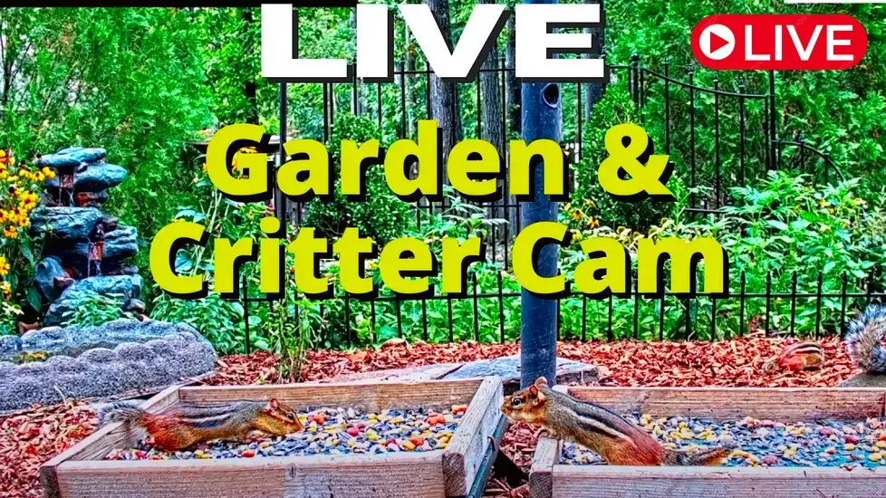 Animal Feed, Birmingham Live Cam