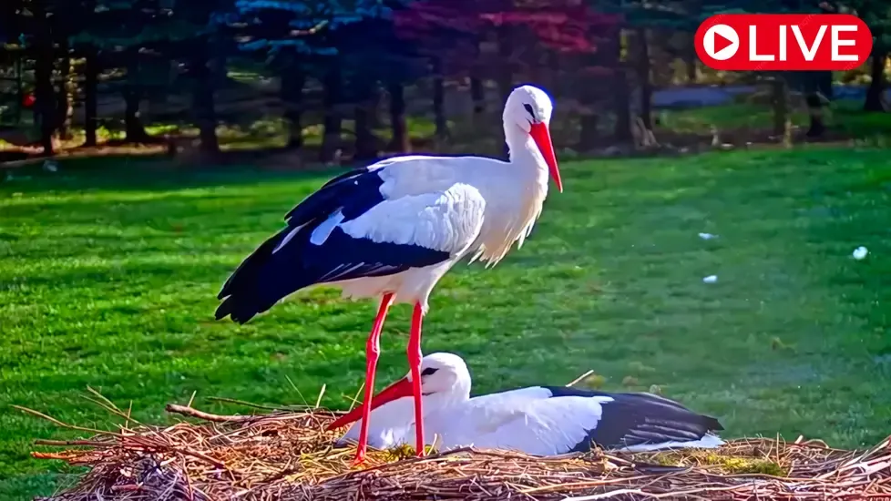 Animal Rescue Station, Makov Live Cam
