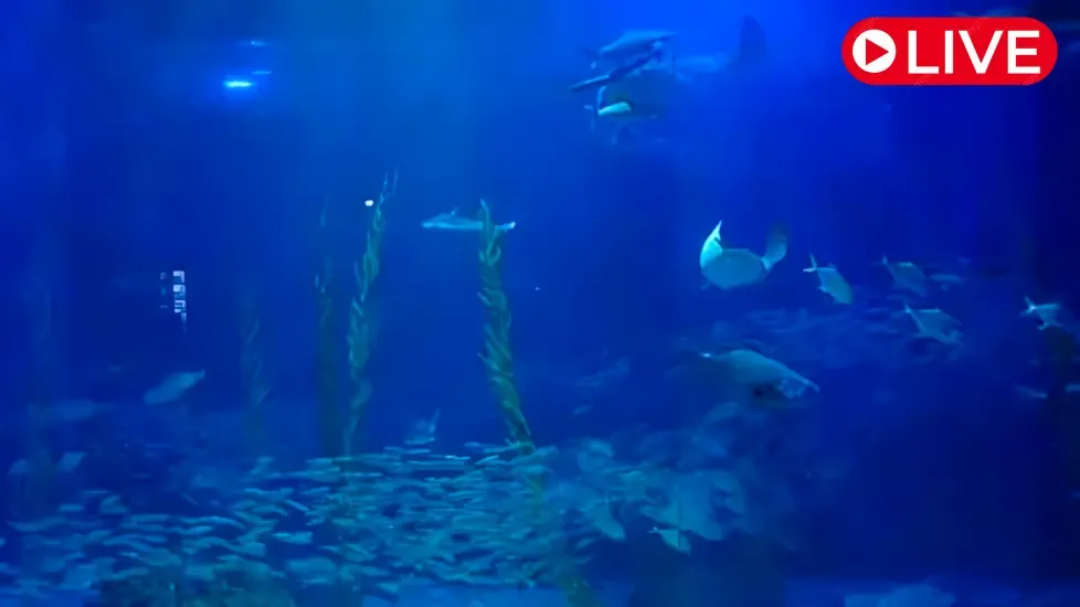 Aqua Planet Jeju, South Korea Live Cam