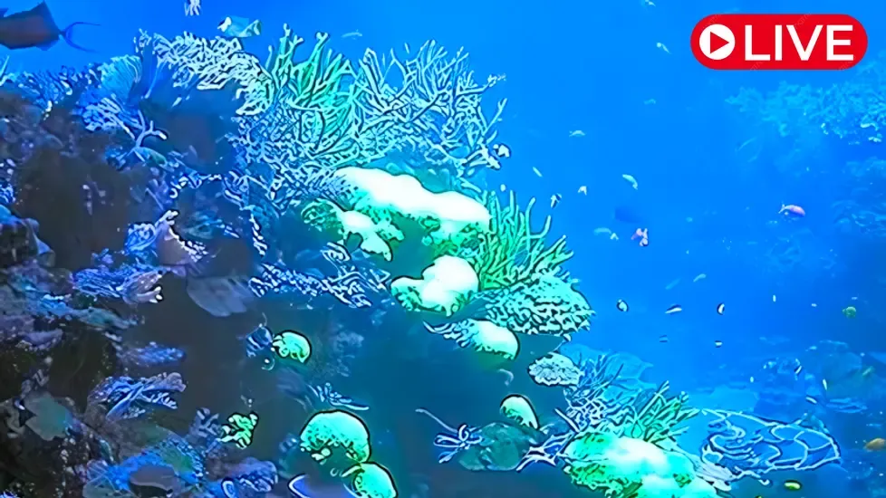 Aquarium, Staatliches Museum für Naturkunde Karlsruhe Live Cam