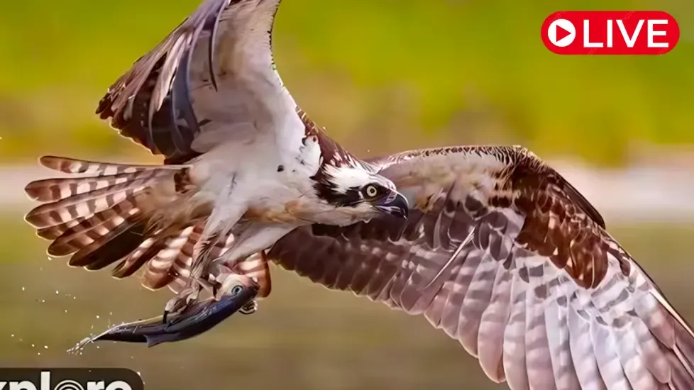 Audubon Boat House Osprey Nest Live Cam