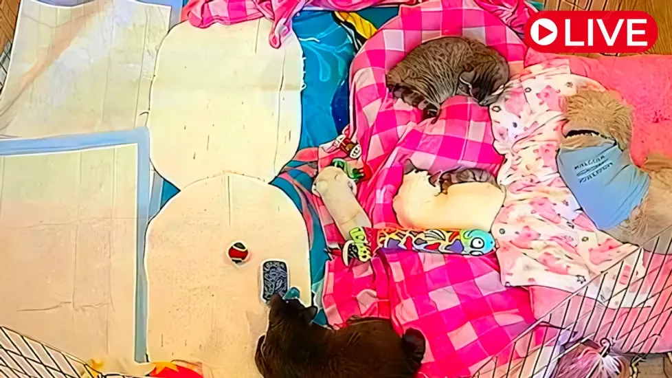 Live Webcam Baby Kitten Rescue, L.A.