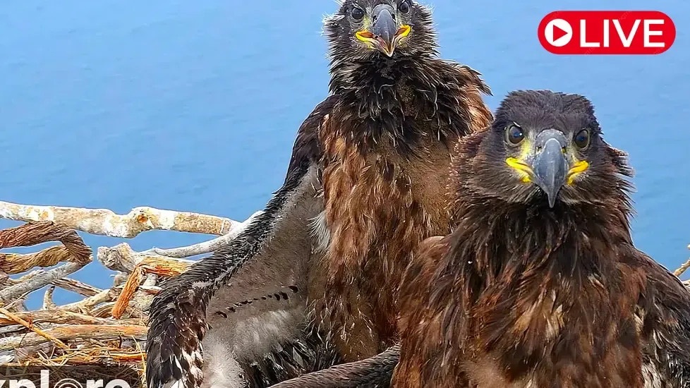 Bald Eagle's Nest, Santa Catalina Island Live Cam