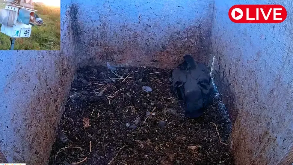 Barn Owl/Pigeon/Myna, Hula Valley Live Cam