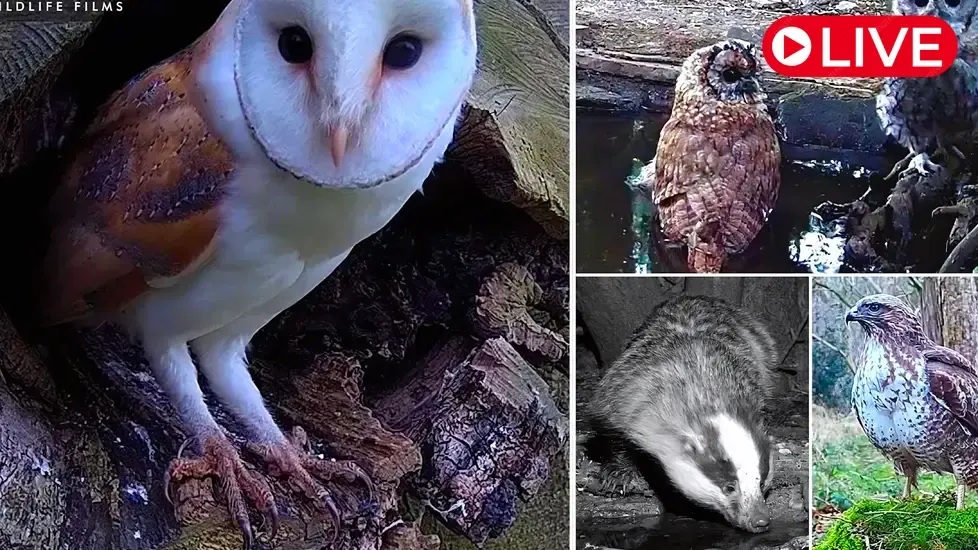 Live Webcam Barn Owls & Other Wildlife