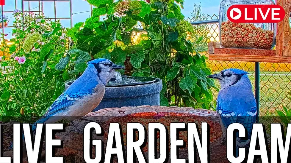Bird feeder, Banff National Park, Southern Alberta Live Cam