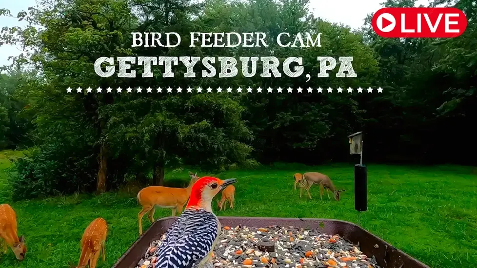 Bird Feeder, Gettysburg Live Cam