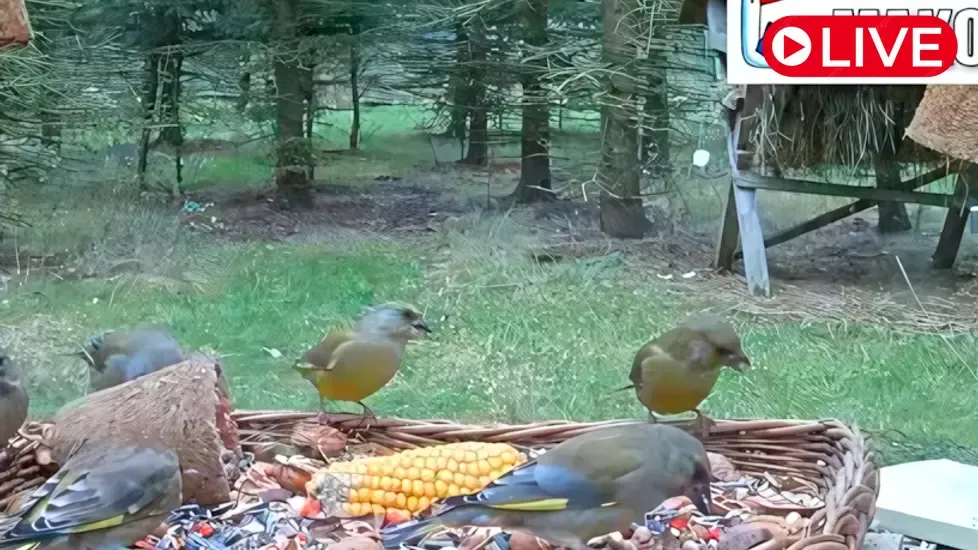 Bird feeder, Makov city center Live Cam