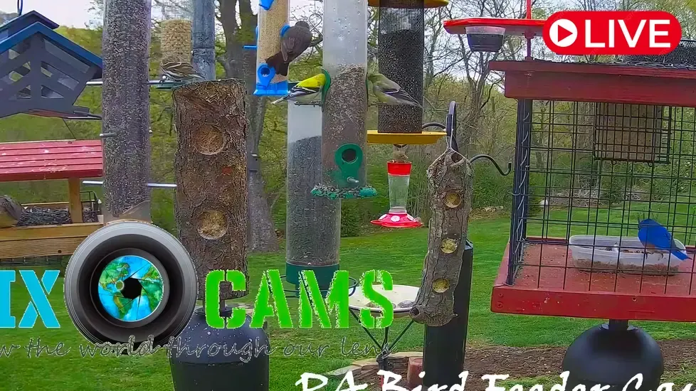 Bird Feeder, Murrysville Live Cam