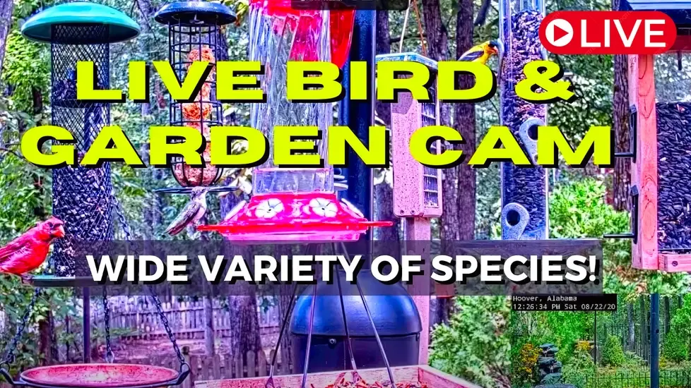 Bird Feeders, Alabama Live Cam