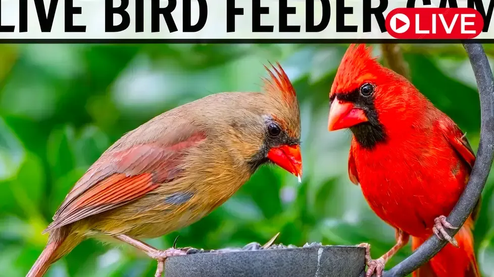 Bird Feeders, Ohio Live Cam