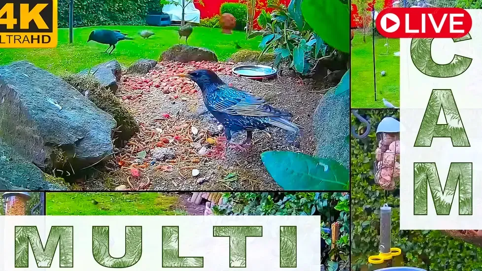 Bird & Ground Feeder, Sheffield Live Cam