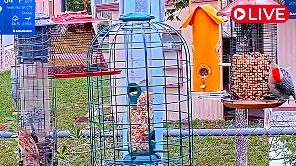 Birds feeder, Orlando Live Cam