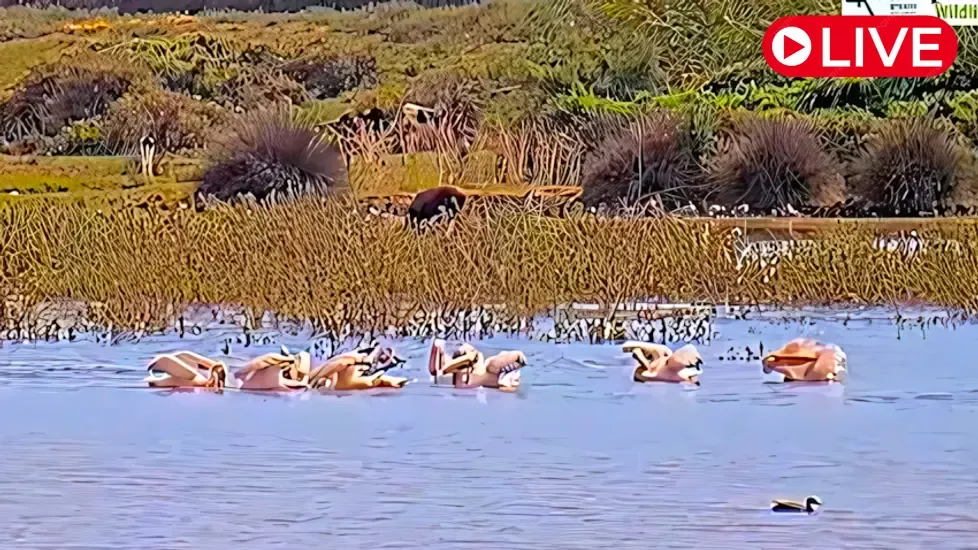 Birds, Hula Nature Reserve Live Cam
