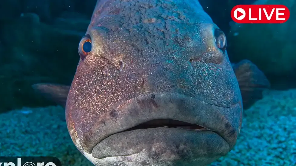 Blue Cavern, Long Beach, California Live Cam