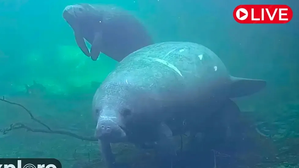 Blue Spring State Park Live Cam