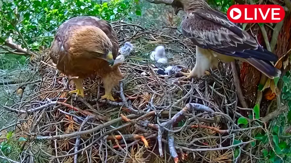 Booted eagle's nest, Dels Ports Park Live Cam