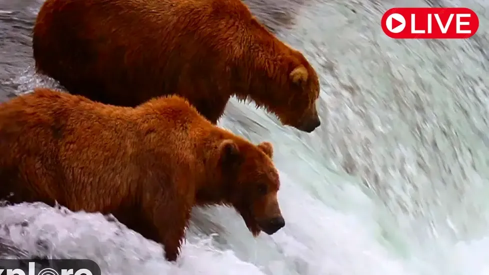 Веб-камера Водопад Брукс, королевский лосось в реальном времени