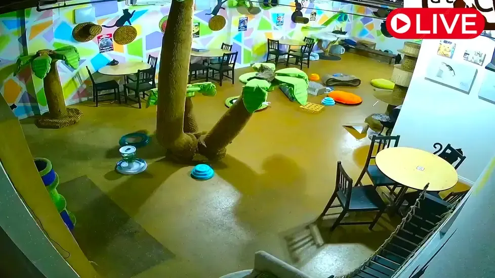 The Cat Cafe, San Diego Live Cam