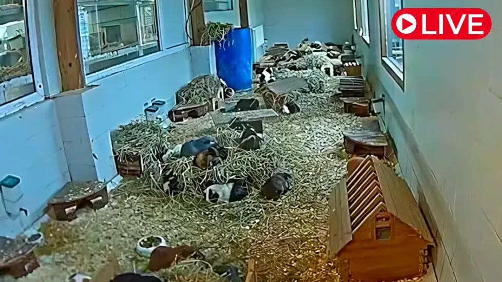 Cavia Foundation, Bakkeveen Live Cam