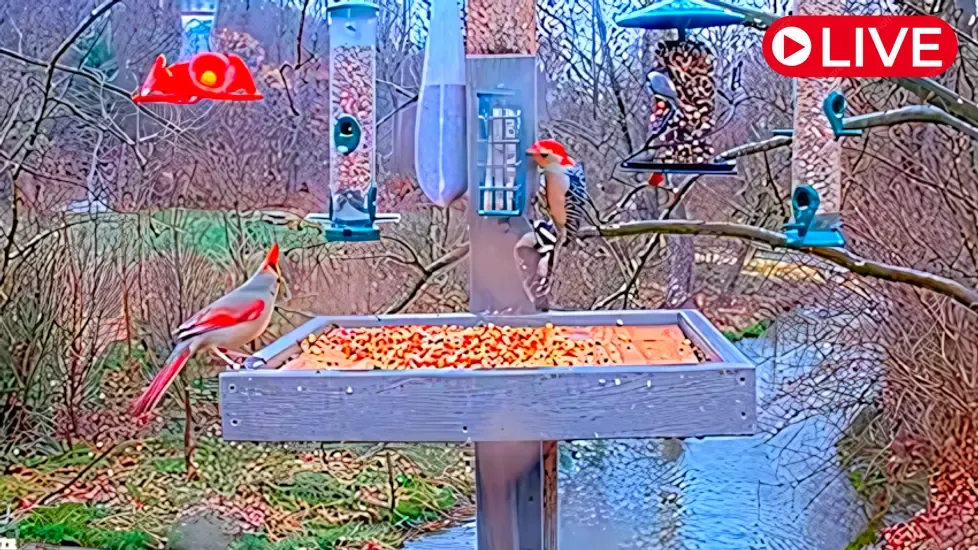 Climbers Run Bird, Pennsylvania Live Cam