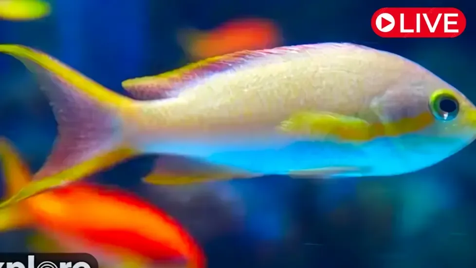 Coral Predators, Aquarium of the Pacific Live Cam