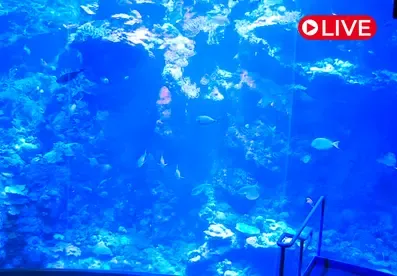 Coral Reef, California Academy of Sciences
