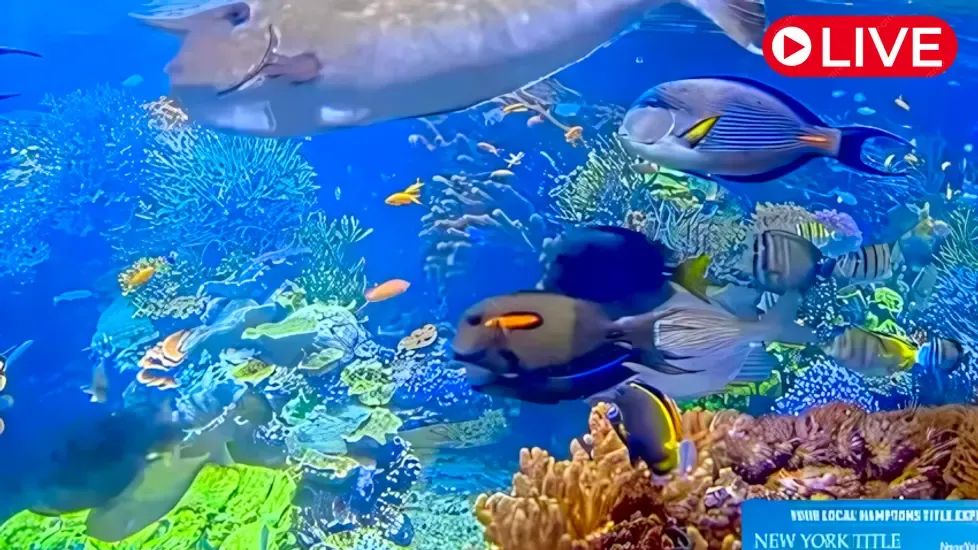 Coral Reef, Long Island Aquarium Live Cam