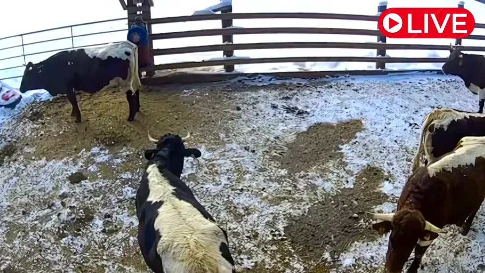 Cow Sanctuary, Austria Live Cam