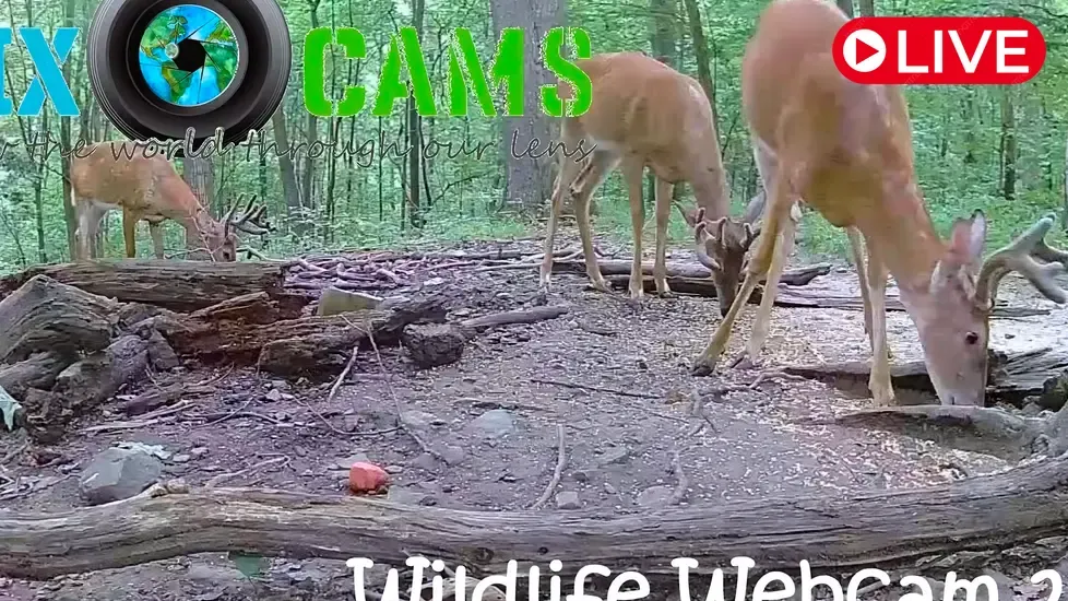 Deer & Wildlife, Pennsylvania Live Cam