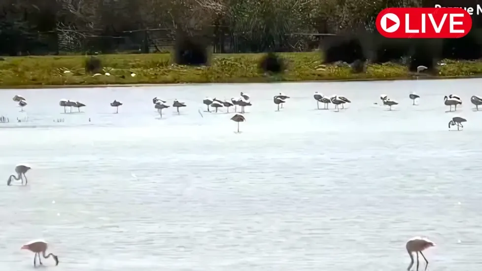 Doñana National Park, Spain Live Cam