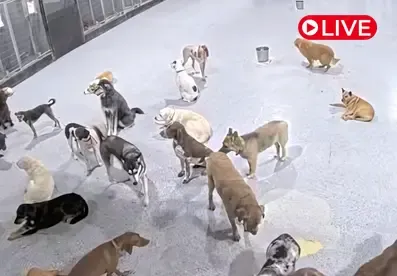 DogMode: North Inside, Cam