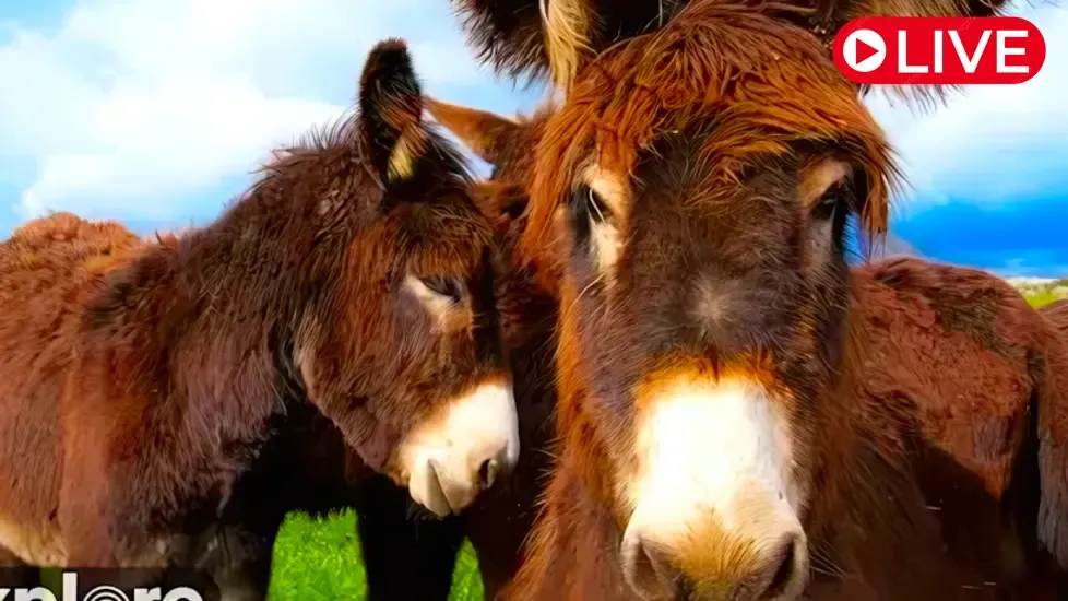 Donkey’s barn, Ipswich Live Cam