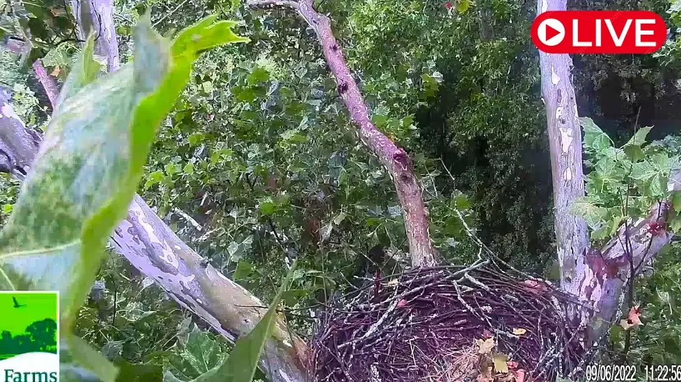 Duke Farms Eagle, Hillsborough Township Live Cam