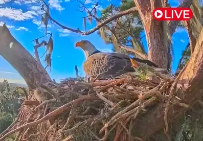 Eagle Nest Pepe & Muhlady, Florida