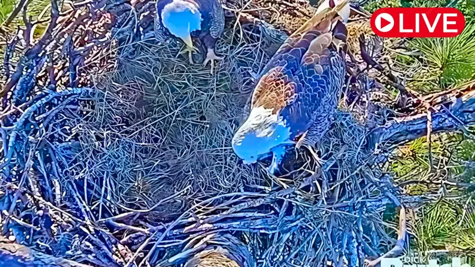 Eagle Nest Southwest Florida Live Cam