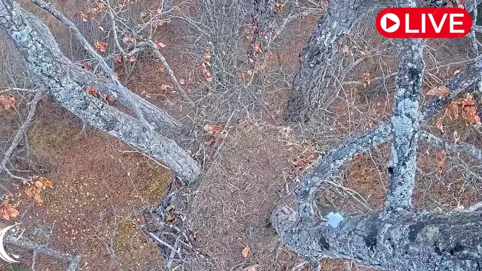 Eagles nest, Kenai, Alaska Live Cam