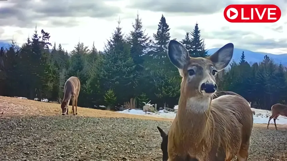 Eustis Deer, Maine Live Cam
