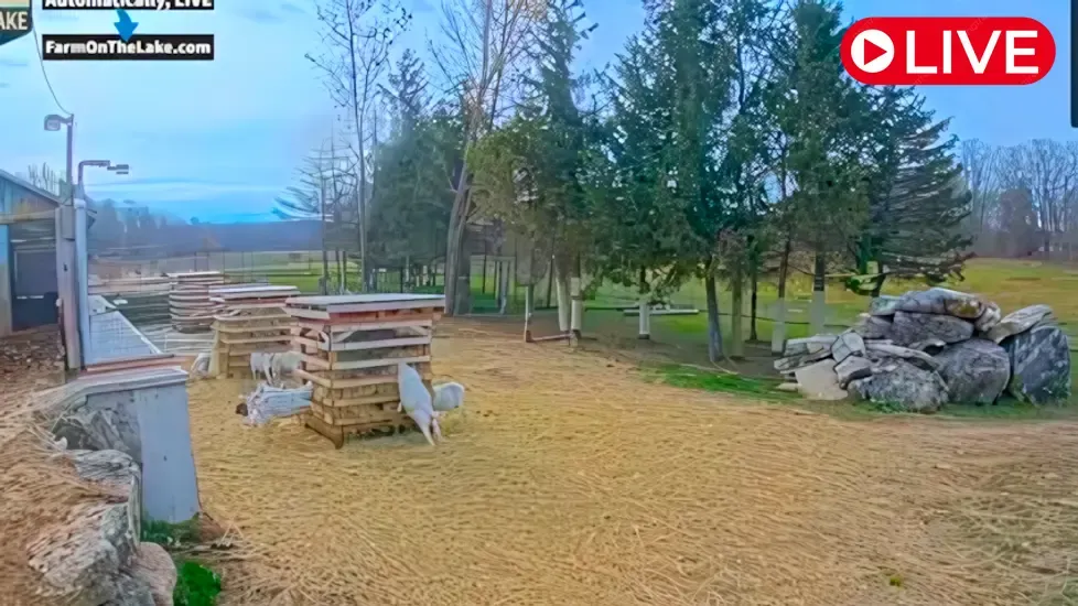 Farm on The Lake "Goat Village Live Cam