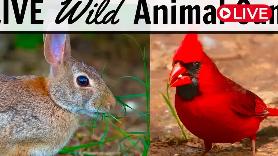 Feeding station for wild animals and birds, Ohio Live Cam