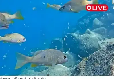 FISHKAM Live, Saudi Arabia
