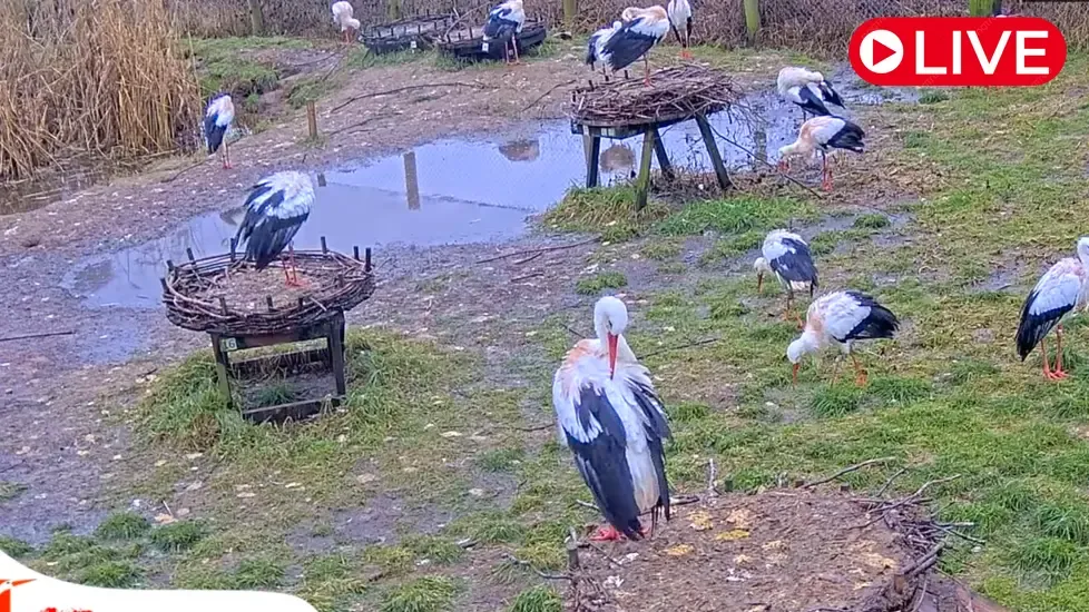 Fulltofta Stork Enclosure, Sweden Live Cam